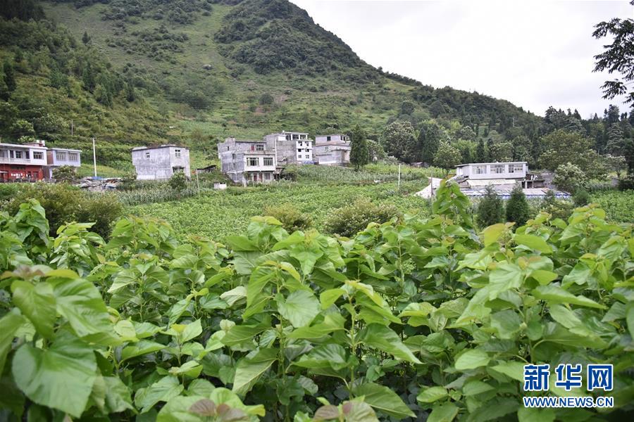 （決戰決勝脫貧攻堅&middot;圖文互動）（5）&ldquo;江南繅絲&rdquo;喀斯特深山扎根記