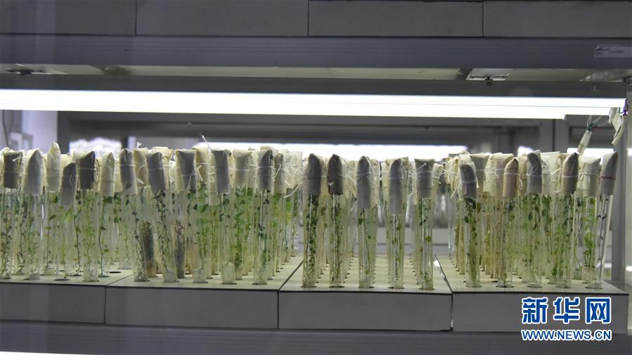 （決戰決勝脫貧攻堅&middot;圖文互動）（1）&ldquo;小土豆&rdquo; 漸成增收大產業