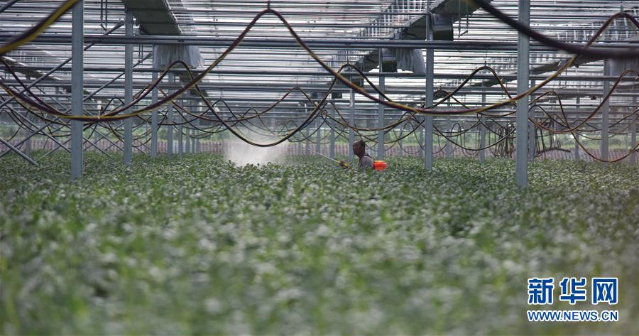 （決戰決勝脫貧攻堅&middot;圖文互動）（3）&ldquo;小土豆&rdquo; 漸成增收大產業