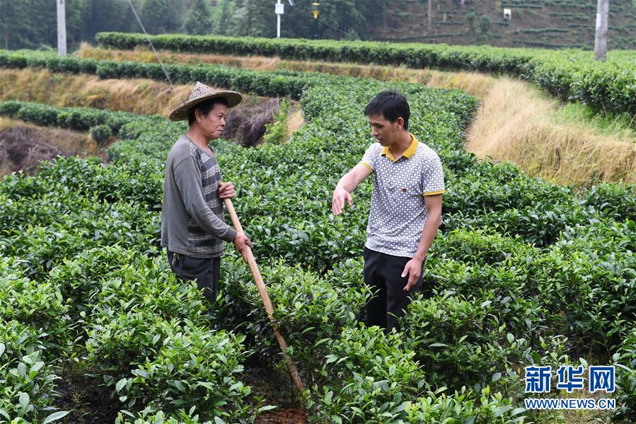 （新華全媒頭條&middot;走向我們的小康生活&middot;圖文互動）（12）弱鳥先飛今翱翔&mdash;&mdash;閩東寧德振興啟示錄