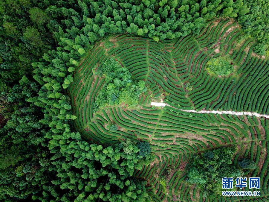 （走向我們的小康生活&middot;圖文互動）（1）&ldquo;紅土地&rdquo;越來越紅火&mdash;&mdash;福建老區蘇區發展新貌掠影