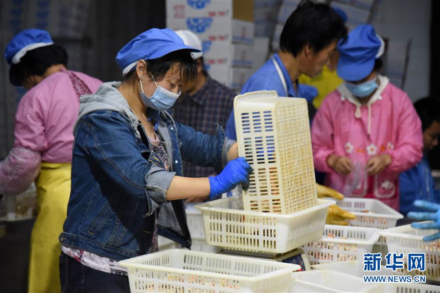 （走向我們的小康生活&middot;圖文互動）（6）長島漁民的扇貝喜事：從請客求人買到供不應求