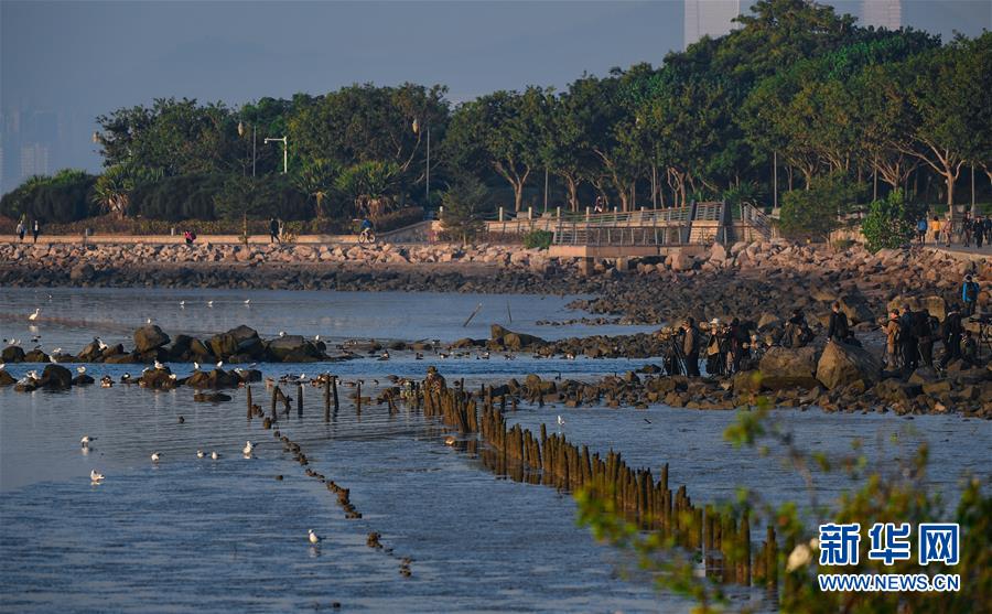 (新華全媒頭條·圖文互動)(11)鯤鵬展翅九萬里——深圳奮力跑好建設(shè)中國特色社會主義先行示范區(qū)“第一程”