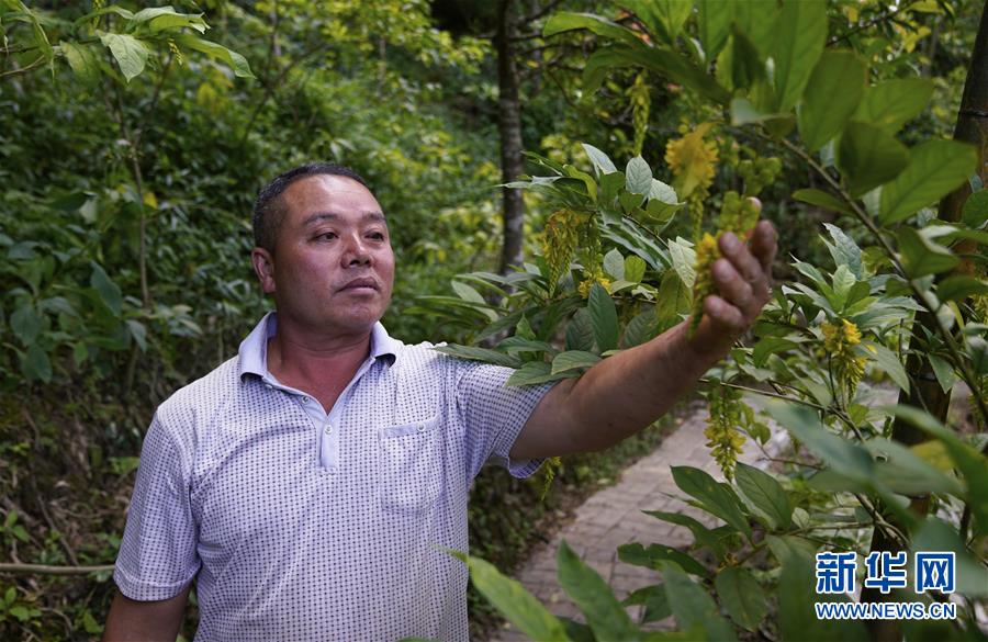 (新華全媒頭條·走向我們的小康生活·圖文互動)(4)“靠山吃山”的新路徑——探尋大瑤山的“幸福密碼”