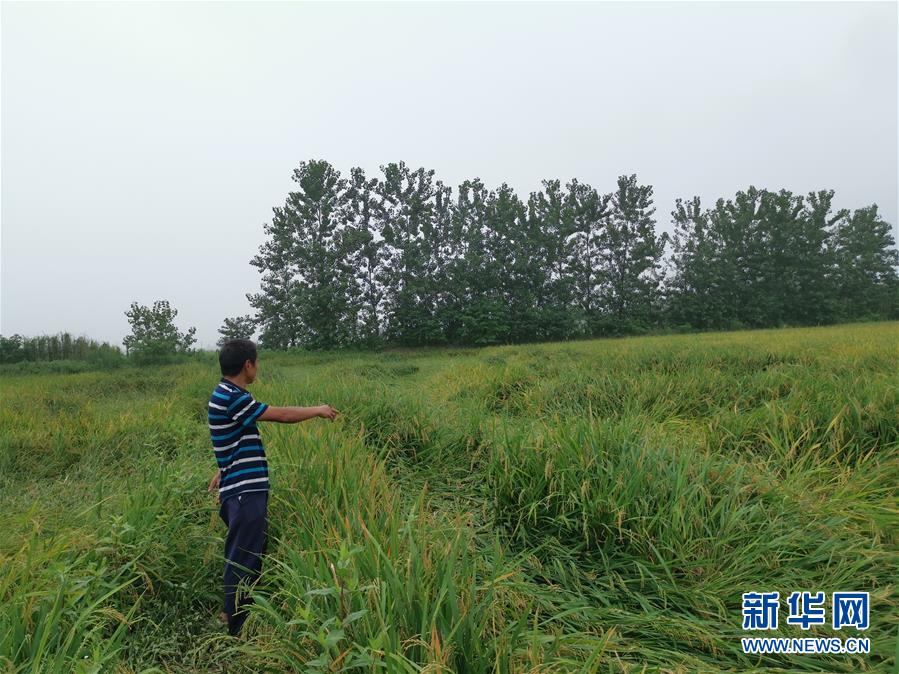 (新華視點·聚焦餐桌外的浪費·圖文互動)(2)顆粒歸倉為何難實現?我國糧食收割環節損失驚人