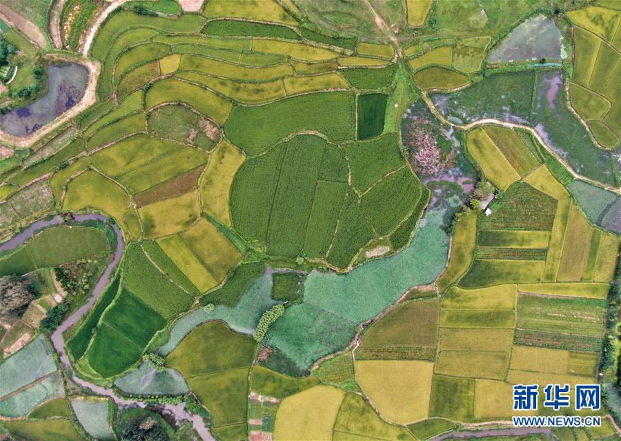 （美麗中國(guó)）（2）鄉(xiāng)村稻田&ldquo;調(diào)色板&rdquo;