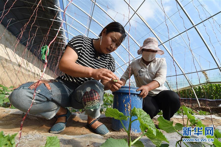 (新華全媒頭條·走向我們的小康生活·圖文互動)(5)“苦甲”不再,“甘味”綿長——脫貧攻堅的甘肅味道