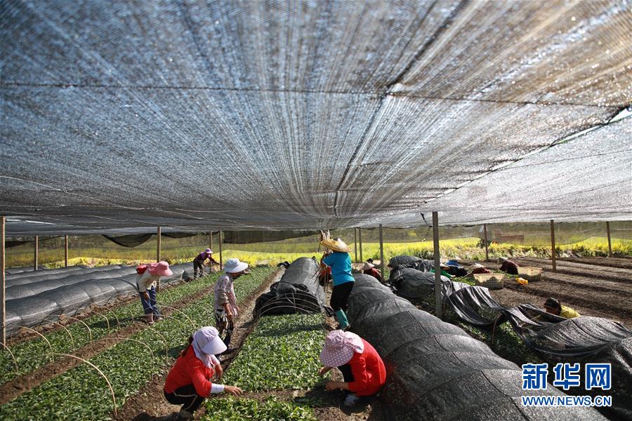 （新華全媒頭條&middot;決戰(zhàn)決勝脫貧攻堅(jiān)&middot;督戰(zhàn)未摘帽貧困縣&middot;圖文互動(dòng)）（7）不獲全勝，決不收兵&mdash;&mdash;全國(guó)52個(gè)掛牌督戰(zhàn)貧困縣脫貧攻堅(jiān)紀(jì)實(shí)