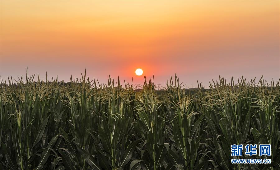 （新華全媒頭條&middot;圖文互動）（2）為現代農業探新路&mdash;&mdash;來自吉林梨樹的田野報告