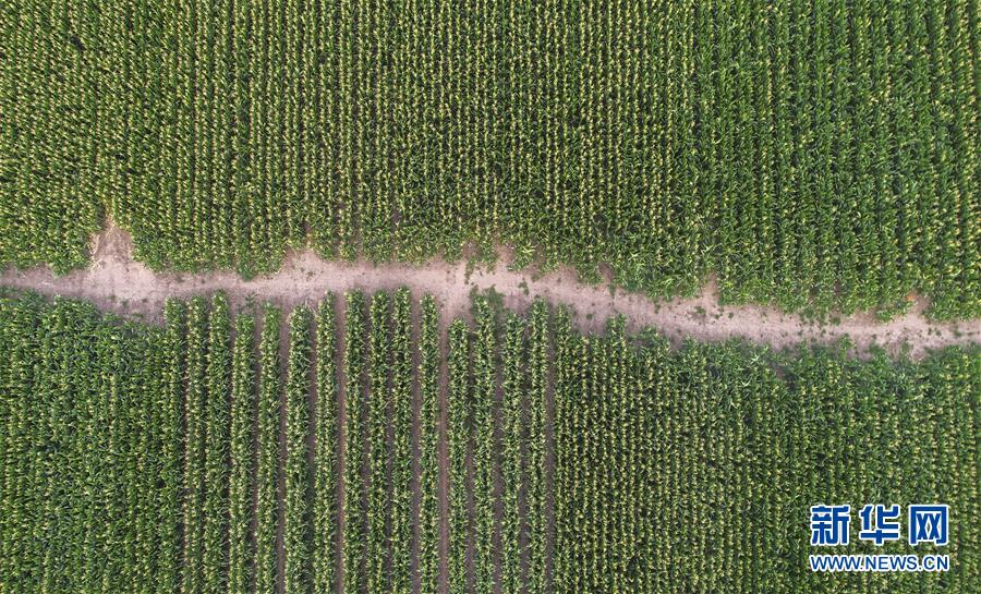 （新華全媒頭條&middot;圖文互動）（4）為現代農業探新路&mdash;&mdash;來自吉林梨樹的田野報告