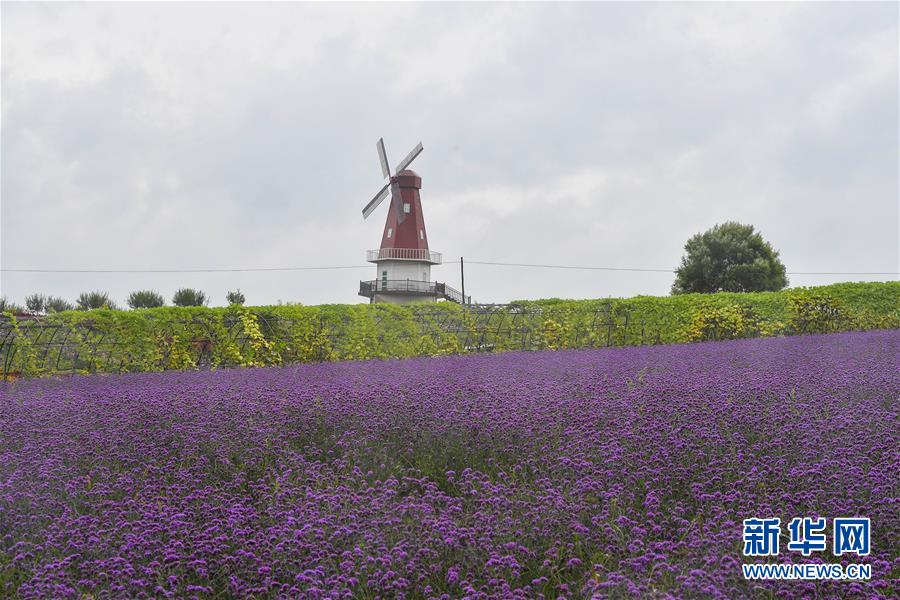 (新華全媒頭條·走向我們的小康生活·圖文互動)(6)黑土地上是我家——在吉林,一瞥中國東北鄉村美麗未來