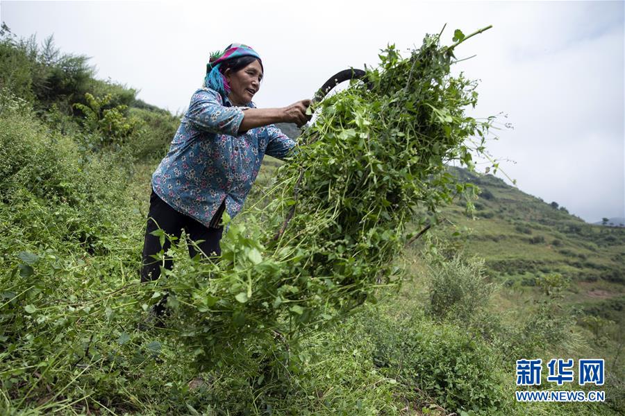 （決戰決勝脫貧攻堅&middot;圖文互動）（1）大涼山深處再次響起的口弦