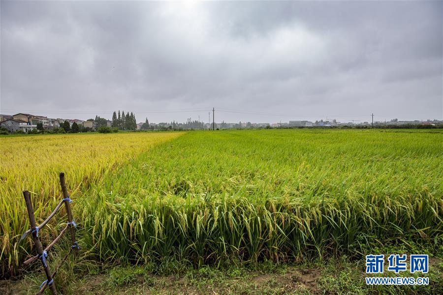(中國農民豐收節·圖文互動)(2)“洞庭米王”豐收心曲:粒粒辛苦方有“一粥一飯”
