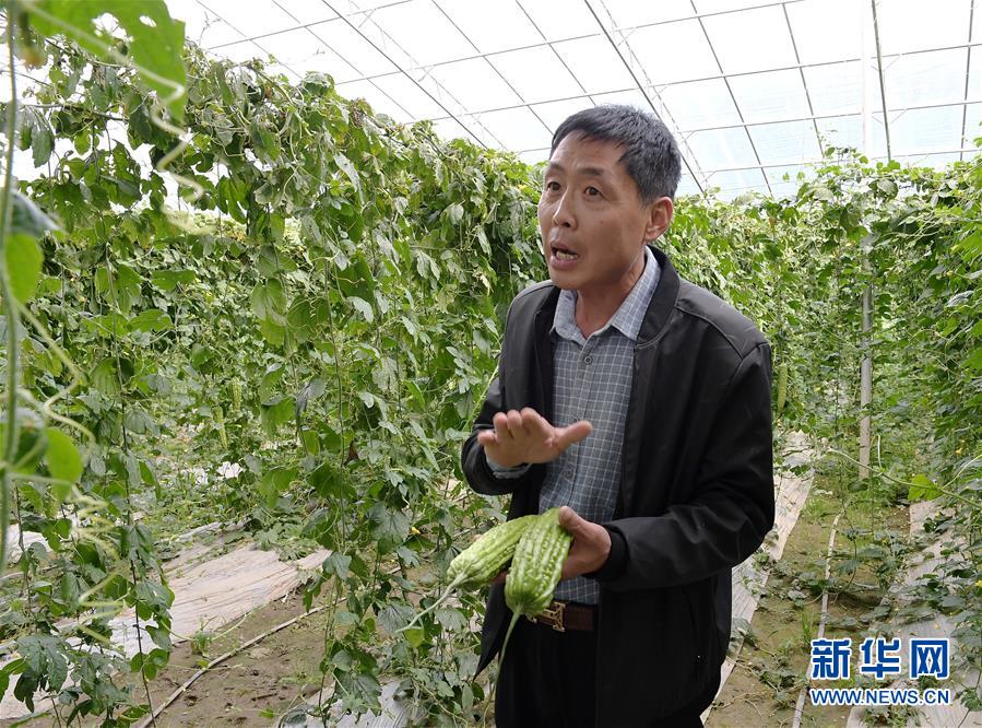 （走向我們的小康生活&middot;決戰決勝脫貧攻堅&middot;圖文互動）（4）高原喜見&ldquo;壽光綠&rdquo;&mdash;&mdash;&ldquo;世界屋脊&rdquo;上的蔬菜發展奇跡