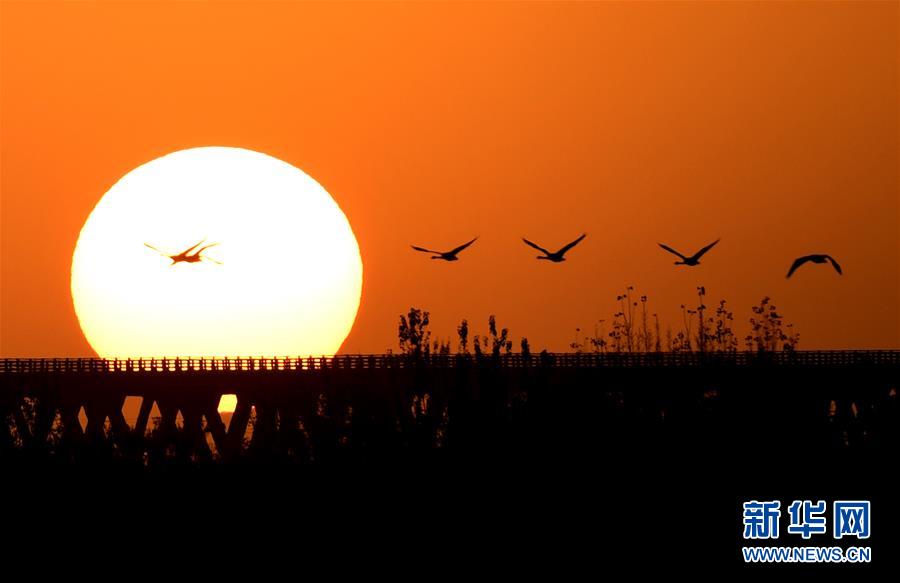 (新華全媒頭條·圖文互動)(5)從“四亂”突出到生態修復 黃河漸成中原“綠飄帶”