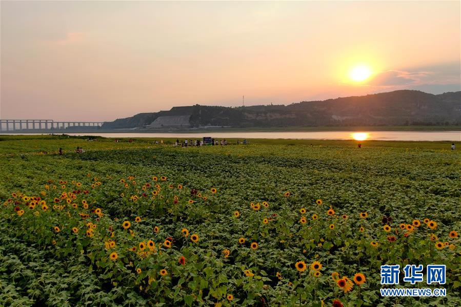 (新華全媒頭條·圖文互動)(12)從“四亂”突出到生態修復 黃河漸成中原“綠飄帶”