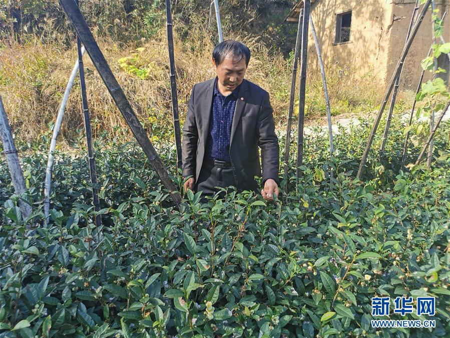 (決戰(zhàn)決勝脫貧攻堅(jiān)·圖文互動(dòng))(2)咬定“茶”山不放松——安徽大別山區(qū)石佛村依靠茶產(chǎn)業(yè)脫貧致富見(jiàn)聞