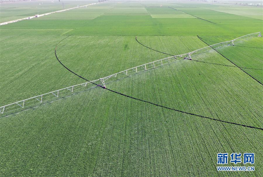 （在習(xí)近平新時(shí)代中國(guó)特色社會(huì)主義思想指引下&mdash;&mdash;新時(shí)代新作為新篇章&middot;習(xí)近平總書(shū)記關(guān)切事&middot;圖文互動(dòng)）（4）新農(nóng)事、新希望&mdash;&mdash;夏收前田間新動(dòng)態(tài)掃描