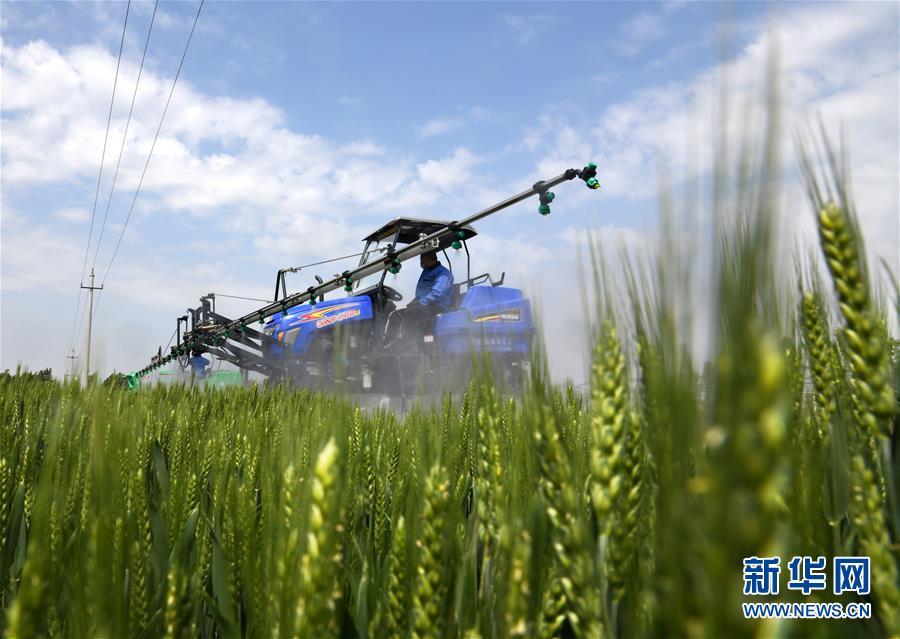 （在習(xí)近平新時(shí)代中國(guó)特色社會(huì)主義思想指引下&mdash;&mdash;新時(shí)代新作為新篇章&middot;習(xí)近平總書(shū)記關(guān)切事&middot;圖文互動(dòng)）（7）新農(nóng)事、新希望&mdash;&mdash;夏收前田間新動(dòng)態(tài)掃描