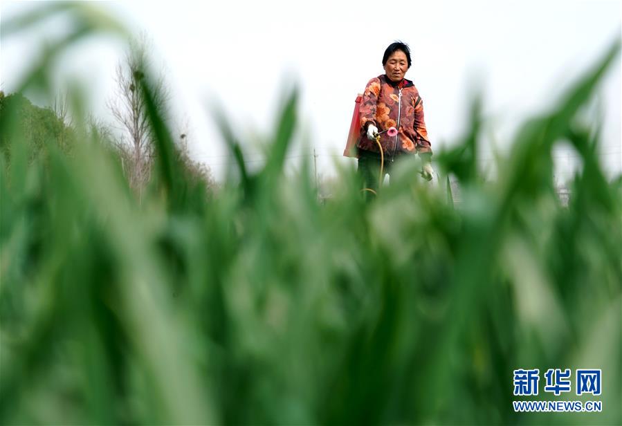 (在習近平新時代中國特色社會主義思想指引下——新時代新作為新篇章·習近平總書記關切事·圖文互動)(4)食為政首——穩住農業基本盤增添發展底氣