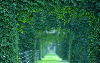 成都二環高架穿&ldquo;綠衣&rdquo;