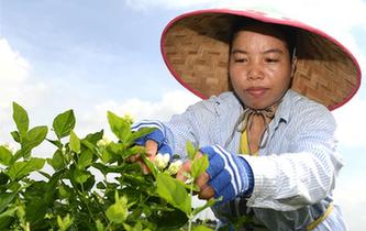 &ldquo;中國茉莉之鄉&rdquo;茉莉花全面上市