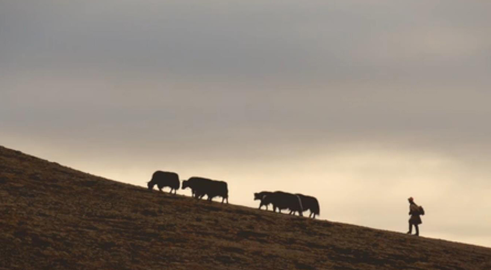 幸福來敲門丨普次仁的&ldquo;新牧場&rdquo;