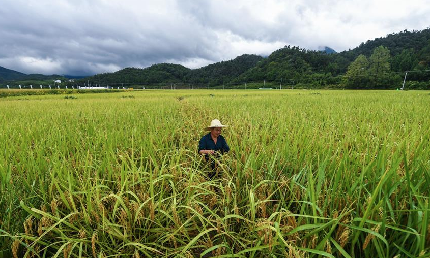 &ldquo;稻香節&rdquo;慶豐收