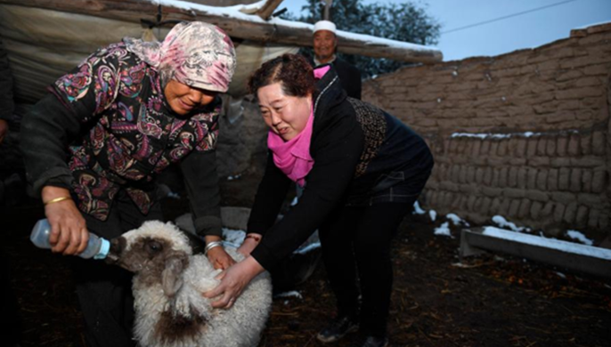 脫貧路上“她”力量:旱塬上飛來“海燕”