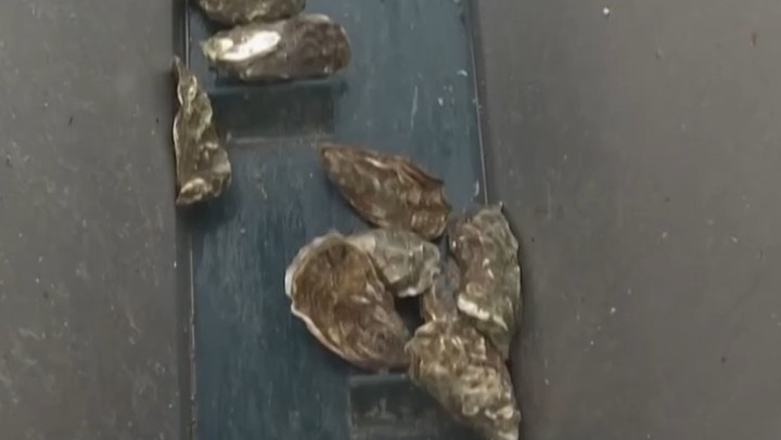 1.4億年前牡蠣化石揭示遠古氣候圖景