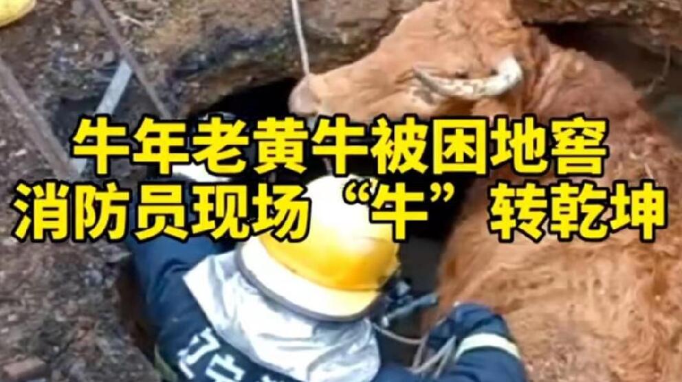 牛年老黃牛被困地窖，消防員現場&ldquo;牛&rdquo;轉乾坤！