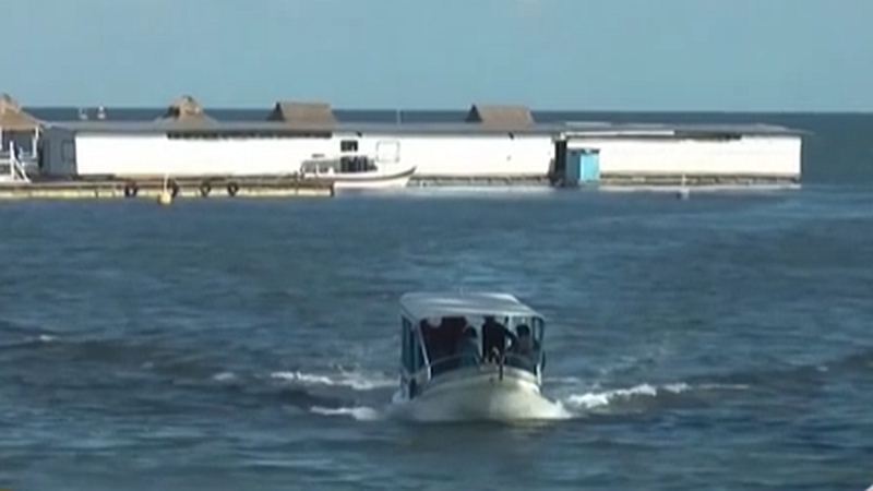 整頓！ 非法營業 印尼巴厘島解救七只寬吻海豚