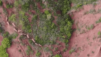 &ldquo;象&rdquo;往何方？ 象群正翻山南行 當地有序疏散群眾