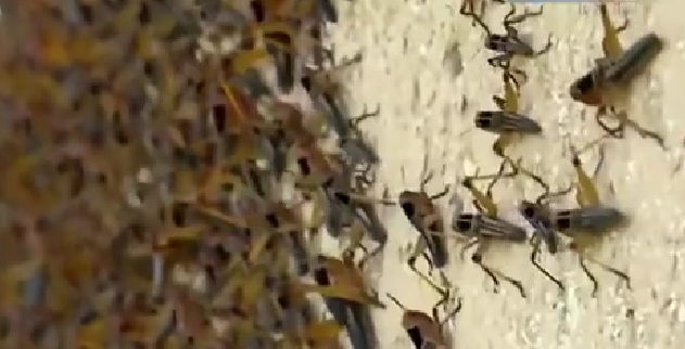 恐怖！ 漫天飛舞 俄邊疆區(qū)遭蝗蟲、瓢蟲侵襲