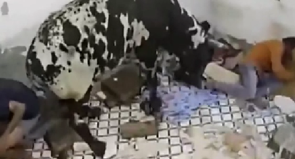 驚嚇！ 印度公牛打架沖進屋子 男子奪門而出