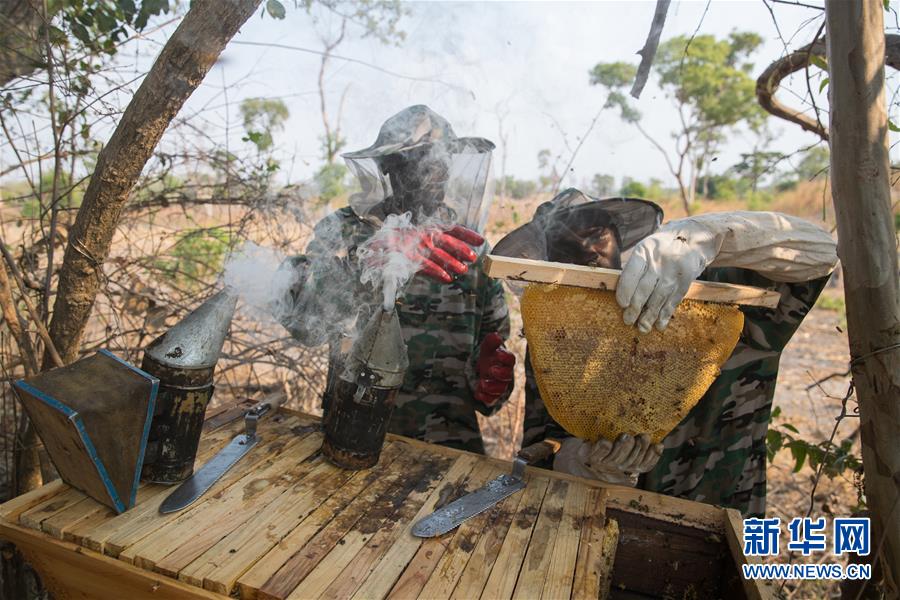 （國際&middot;聚焦進口博覽會&middot;圖文互動）（4）通訊：贊比亞蜂蜜企業欲借進博會開拓中國市場