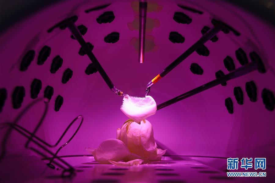 （鏡觀進博會）妙手&ldquo;雕&rdquo;花