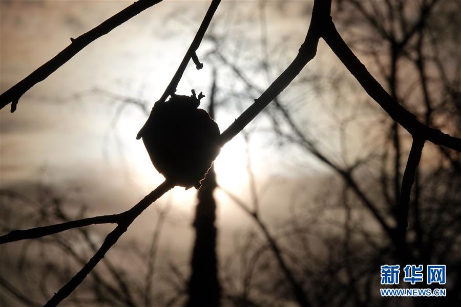 （國際&middot;圖文互動）（10）一場山火，讓這個冬天格外冷&mdash;&mdash;探訪美國加州山火災(zāi)區(qū)