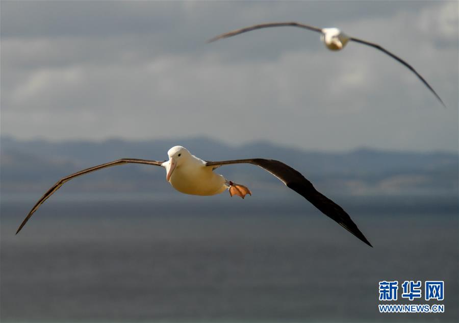 （國際&middot;圖文互動）（4）通訊：探訪新西蘭泰厄羅阿角信天翁之家