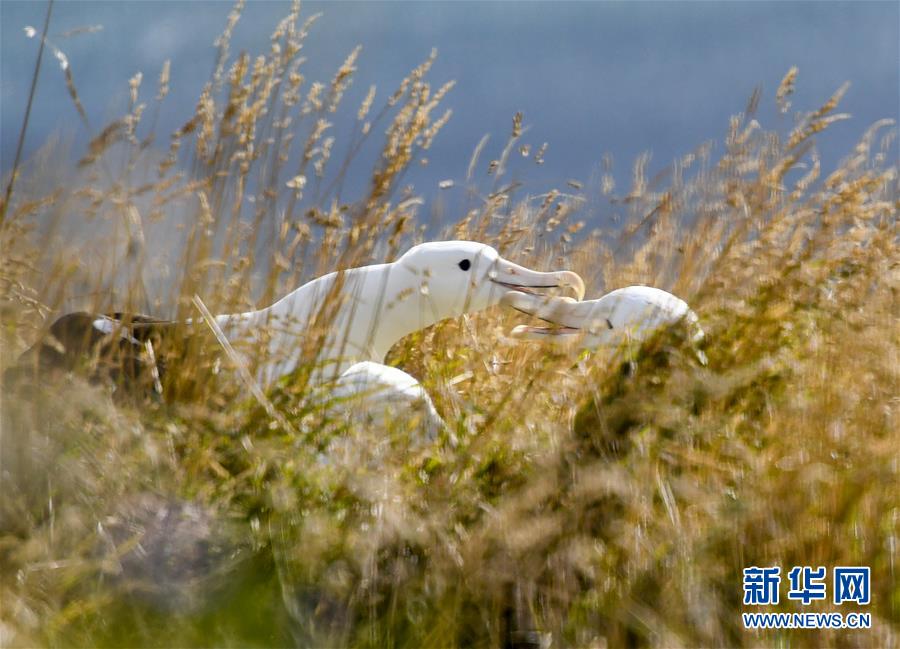 （國際&middot;圖文互動(dòng)）（7）通訊：探訪新西蘭泰厄羅阿角信天翁之家