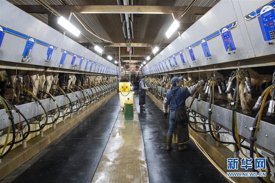 （國際&middot;圖文互動(dòng)）（3）通訊：&ldquo;希望我們的乳制品順利裝船駛向中國&rdquo;&mdash;&mdash;美國奶農(nóng)期盼中美貿(mào)易爭端早日解決