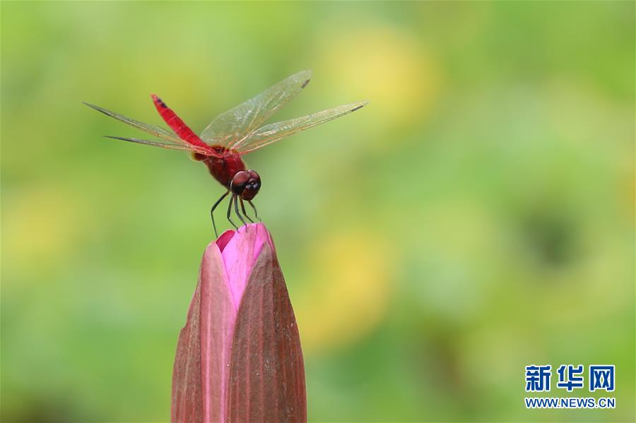 （國(guó)際&middot;年終報(bào)道）（7）2019，精&ldquo;彩&rdquo;紛呈