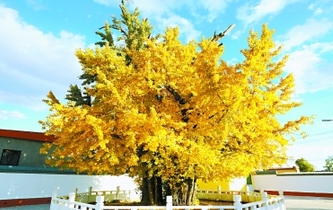 北京順義千年&ldquo;夫妻&rdquo;古銀杏正金黃