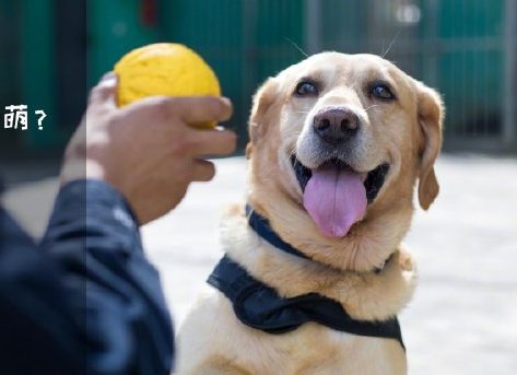 為了&ldquo;破冰&rdquo;，它們英勇無畏！