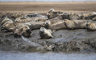 斑海豹洄游棲息遼河入?？? />  
<div>斑海豹洄游棲息遼河入?？?/div>
</a> 
</div>
<div   id=