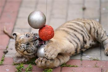 東北虎&ldquo;幼兒園&rdquo;：&ldquo;萌娃&rdquo;愛運動